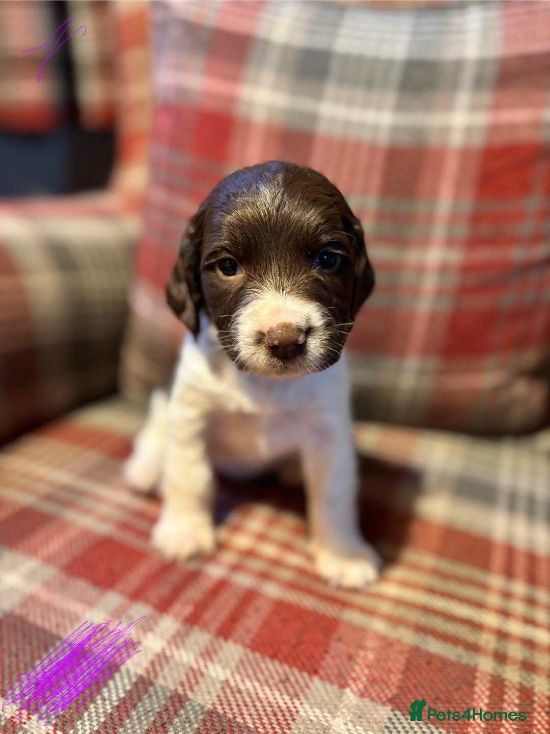English Springer Spaniel dogs for sale: Springer Spaniel Puppy’s  - Image 9