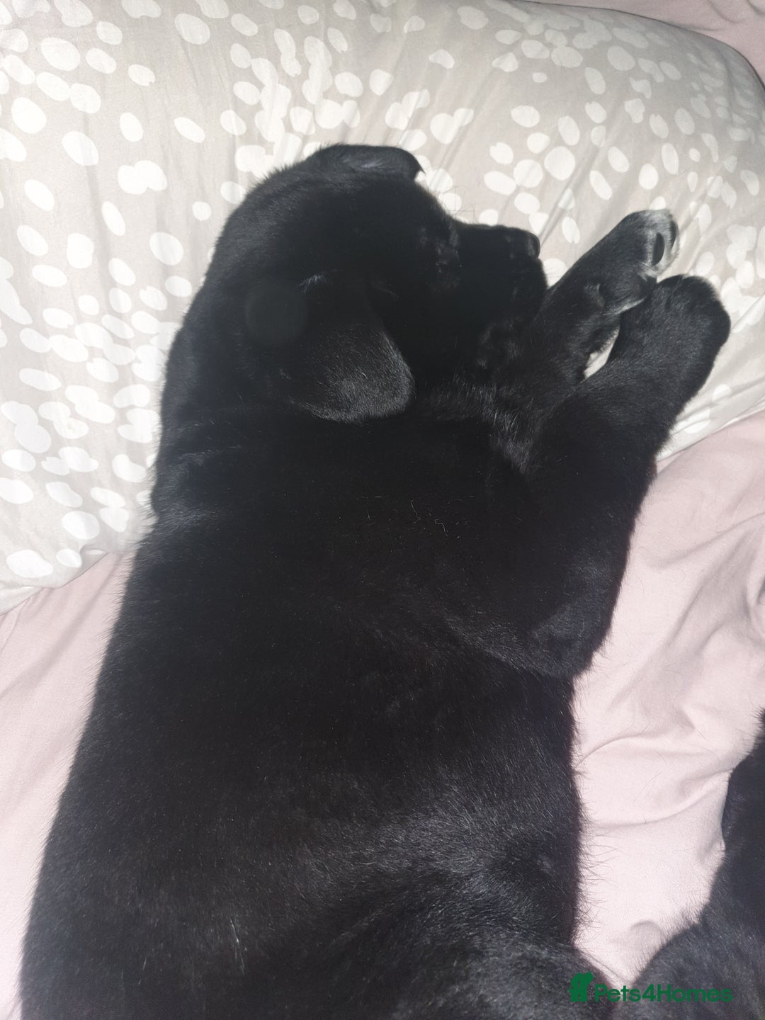 Mixed Breed dogs for sale: Akita and Golden retriever mix - Advert 9