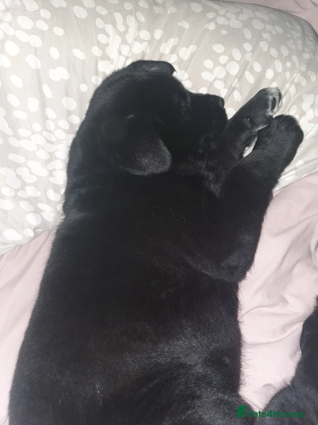 Mixed Breed dogs for sale: Akita and Golden retriever mix - Advert 13