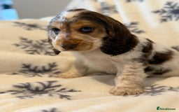 Cocker Spaniel dogs for sale: Cocker pups  - Image 7