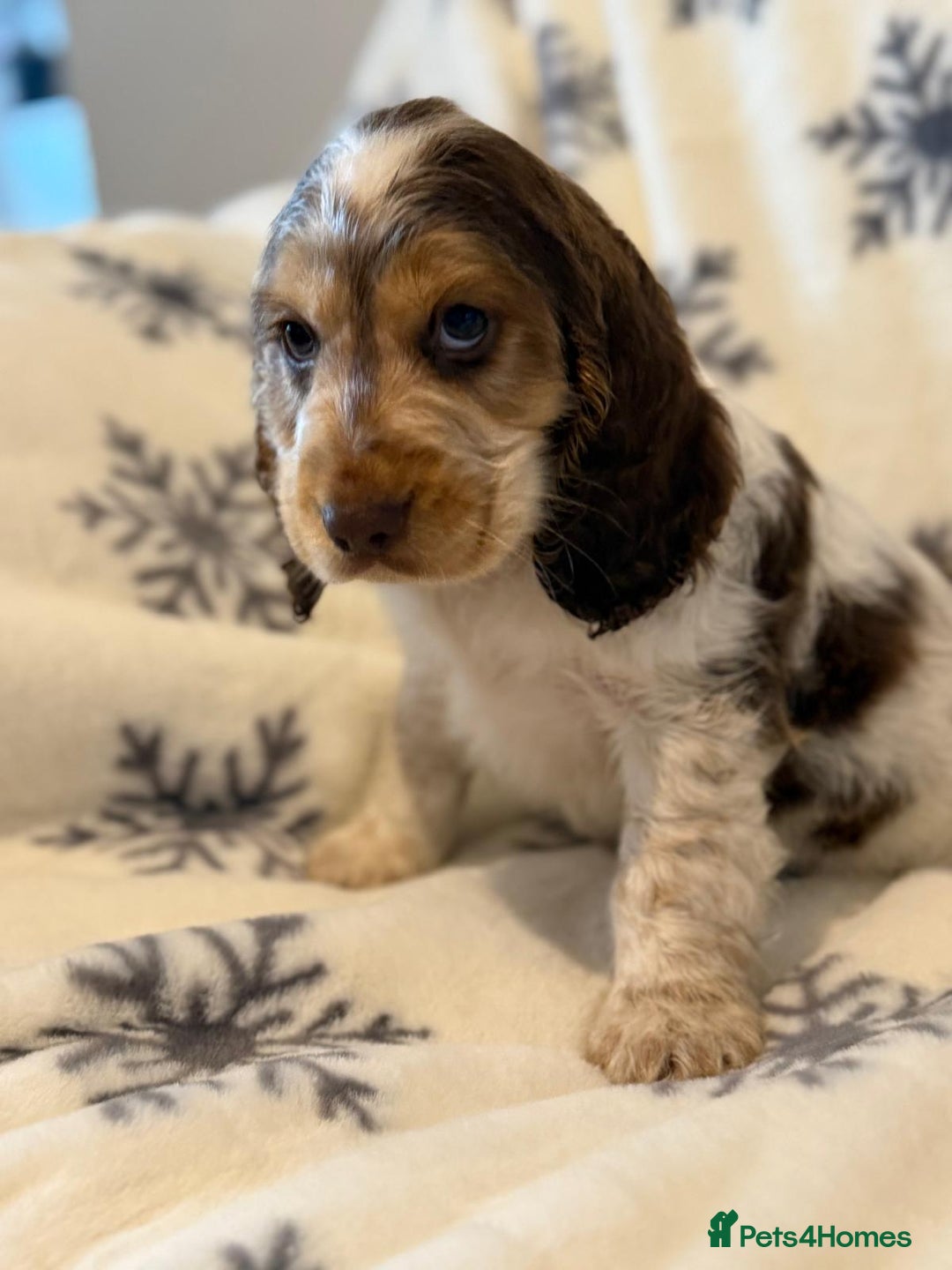 Cocker Spaniel dogs for sale: Cocker pups  - Image 7