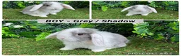 Mini Lop rabbits for sale: Superb mini lop baby rabbits  - Advert 2