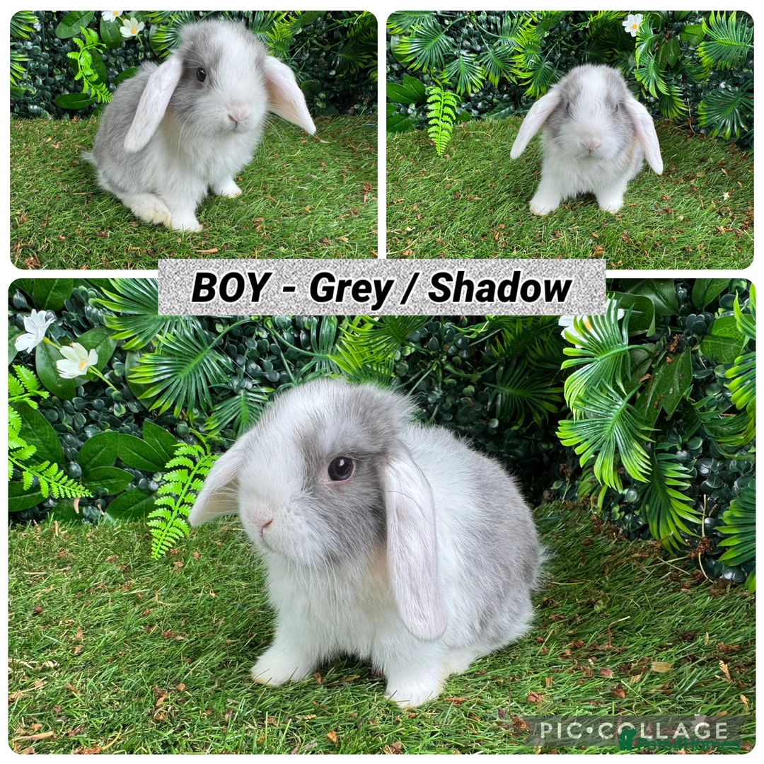 Mini Lop rabbits for sale: Superb mini lop baby rabbits  - Advert 2