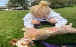 Cavapoo dogs for sale: Beautiful Cavapoo girl  - Image 3