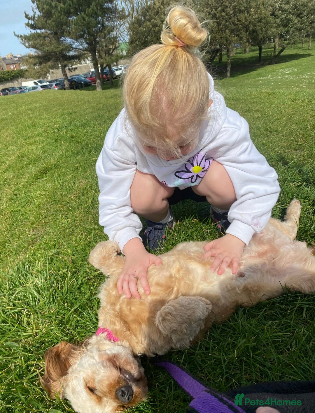 Cavapoo dogs for sale: Beautiful Cavapoo girl  - Image 3