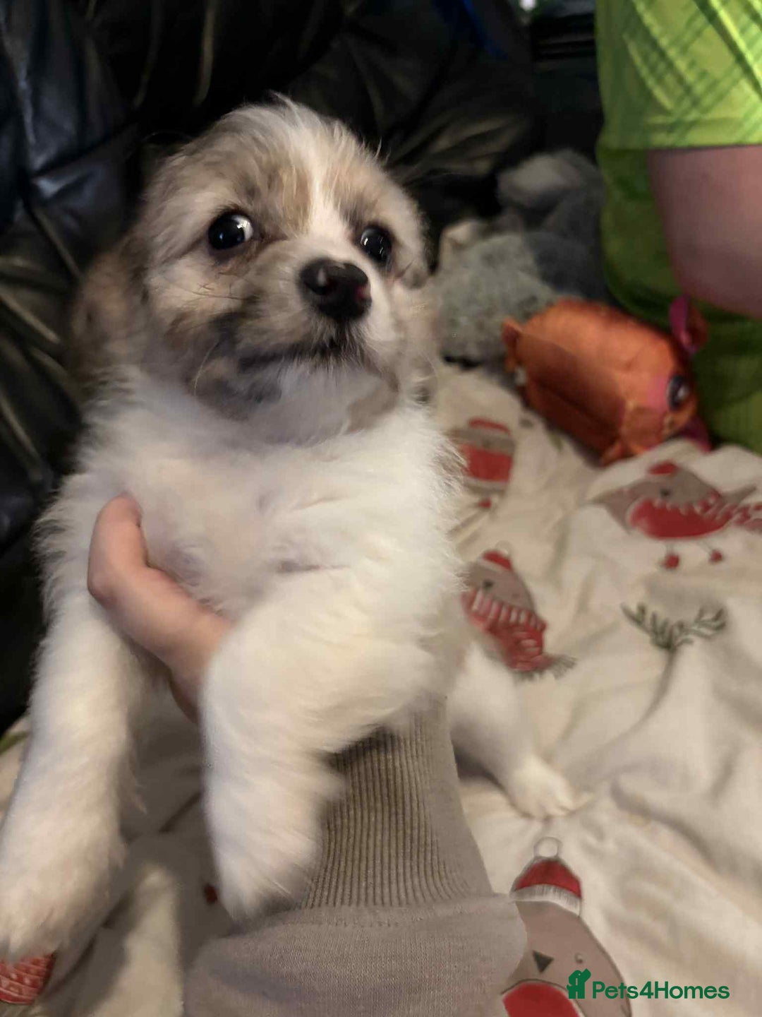 Mixed Breed dogs for sale: 2 stunning little chishi left out of a litter of 9 - Image 1