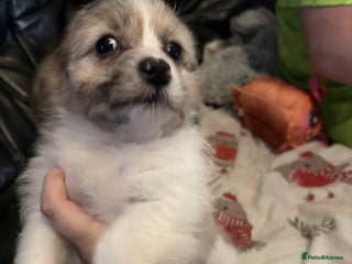 Mixed Breed dogs - Advert 14