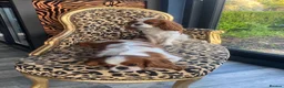 Cavalier King Charles Spaniel dogs for sale: CKCS. CC/DE, EF, PRA & BVA clear. Green Doppler  - Advert 10