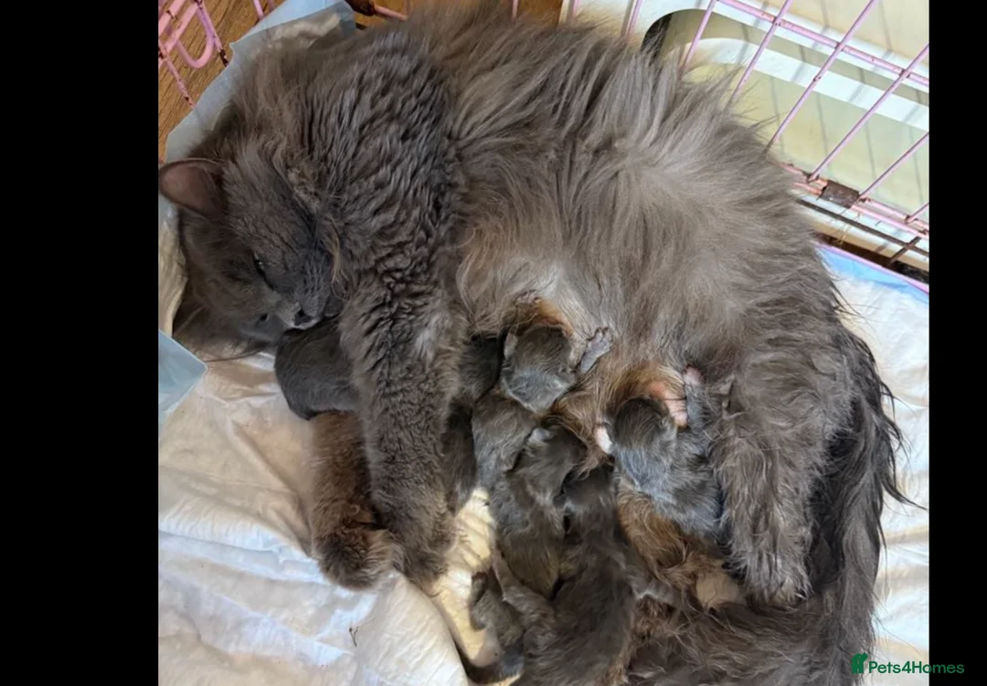 Maine Coon cats for sale: Mainecoon kittens - Advert 6