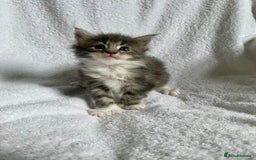 Maine Coon cats for sale: Mainecoon kittens Polydactyl/non polydactyl  - Image 3