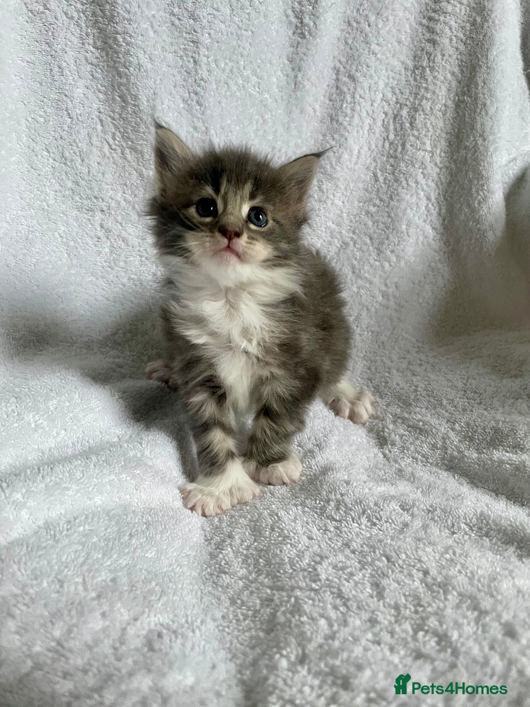 Maine Coon cats for sale: Mainecoon kittens Polydactyl/non polydactyl  - Image 3