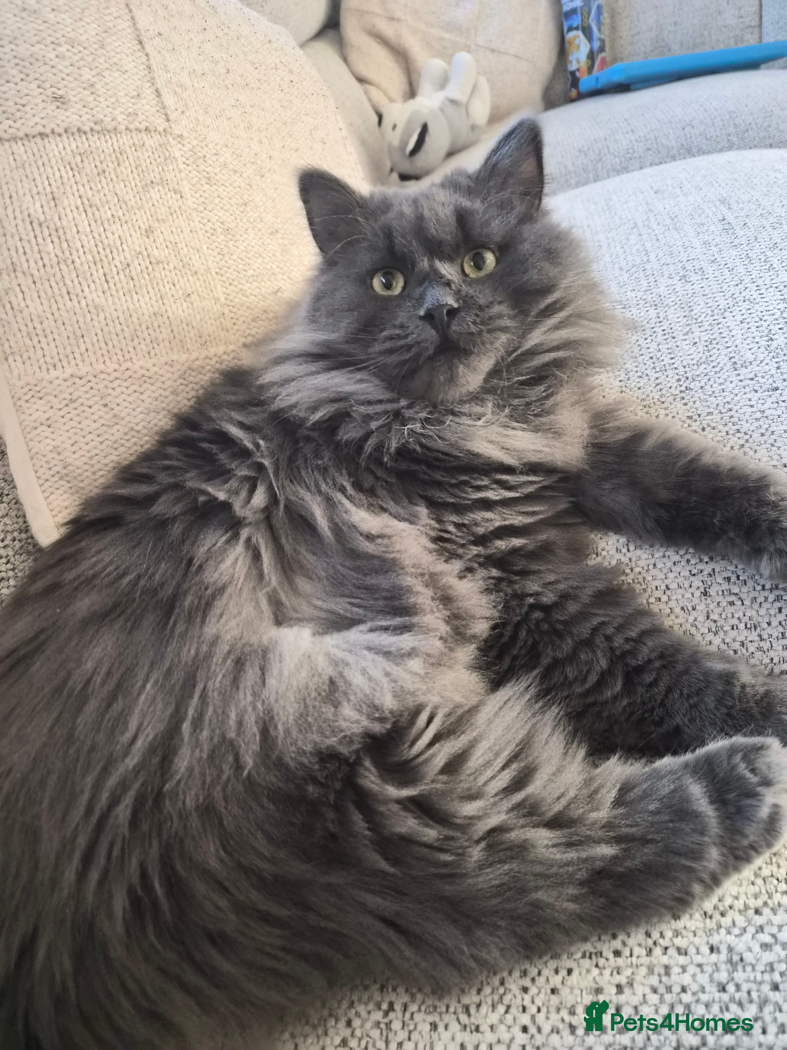 Siberian cats for sale: Gorgeous siberian kitten - Advert 1