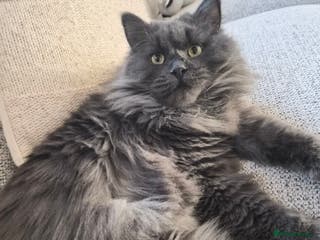 Siberian cats Gorgeous siberian kitten - Advert 6