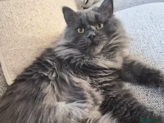 Siberian cats Gorgeous siberian kitten - Advert 8