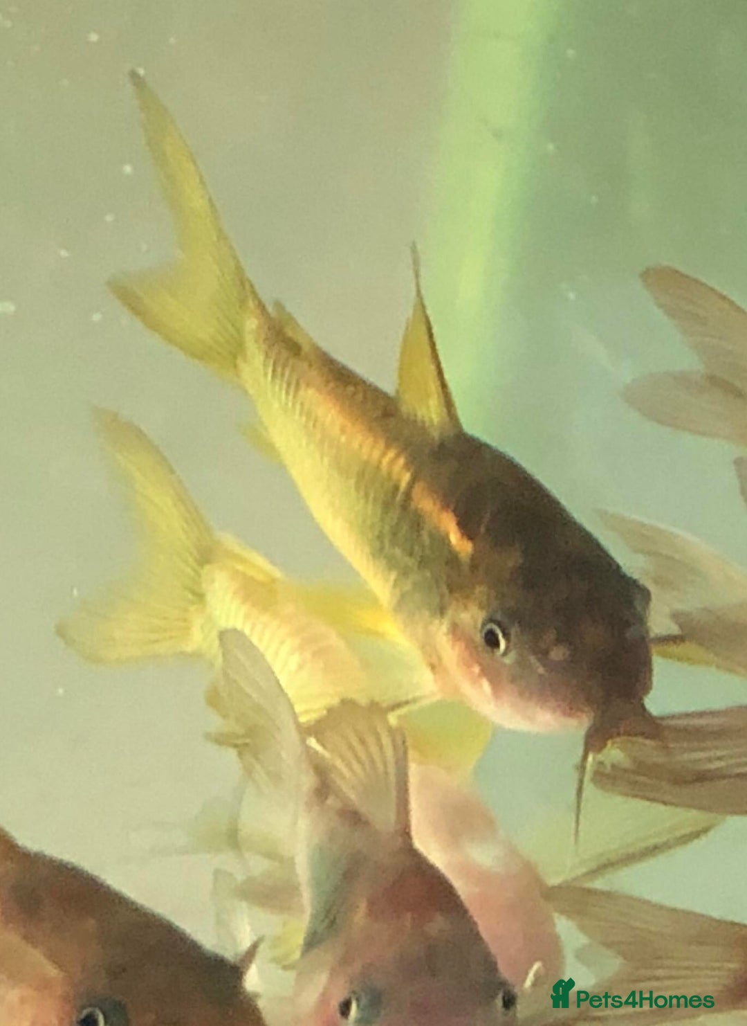 Corys fish for sale: Various species of Corydoras. Adult breeding pairs - Advert 14