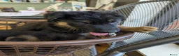 German Shepherd dogs for sale: German Shepherd Puppies For New Forever Home in Bristol - Advert 1