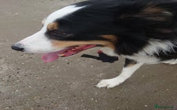 Australian Shepherd dogs for sale: Loving pooch.  - Image 5