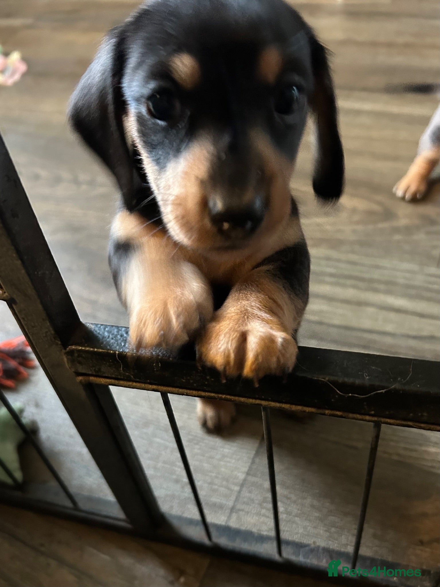 Miniature Dachshund dogs MINIATURE DACHSHUND PUPPIES LAST GIRL AVAILABLE - Advert 3