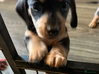 Miniature Dachshund dogs MINIATURE DACHSHUND PUPPIES LAST GIRL AVAILABLE - Advert 3