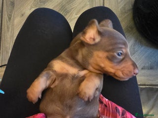 Dachshund dogs daschund puppies 1 chocolate male left 3 weeks old - Advert 13