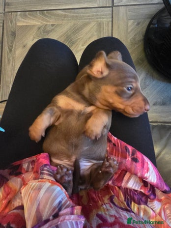 Dachshund dogs daschund puppies 1 chocolate male left 3 weeks old - Advert 8