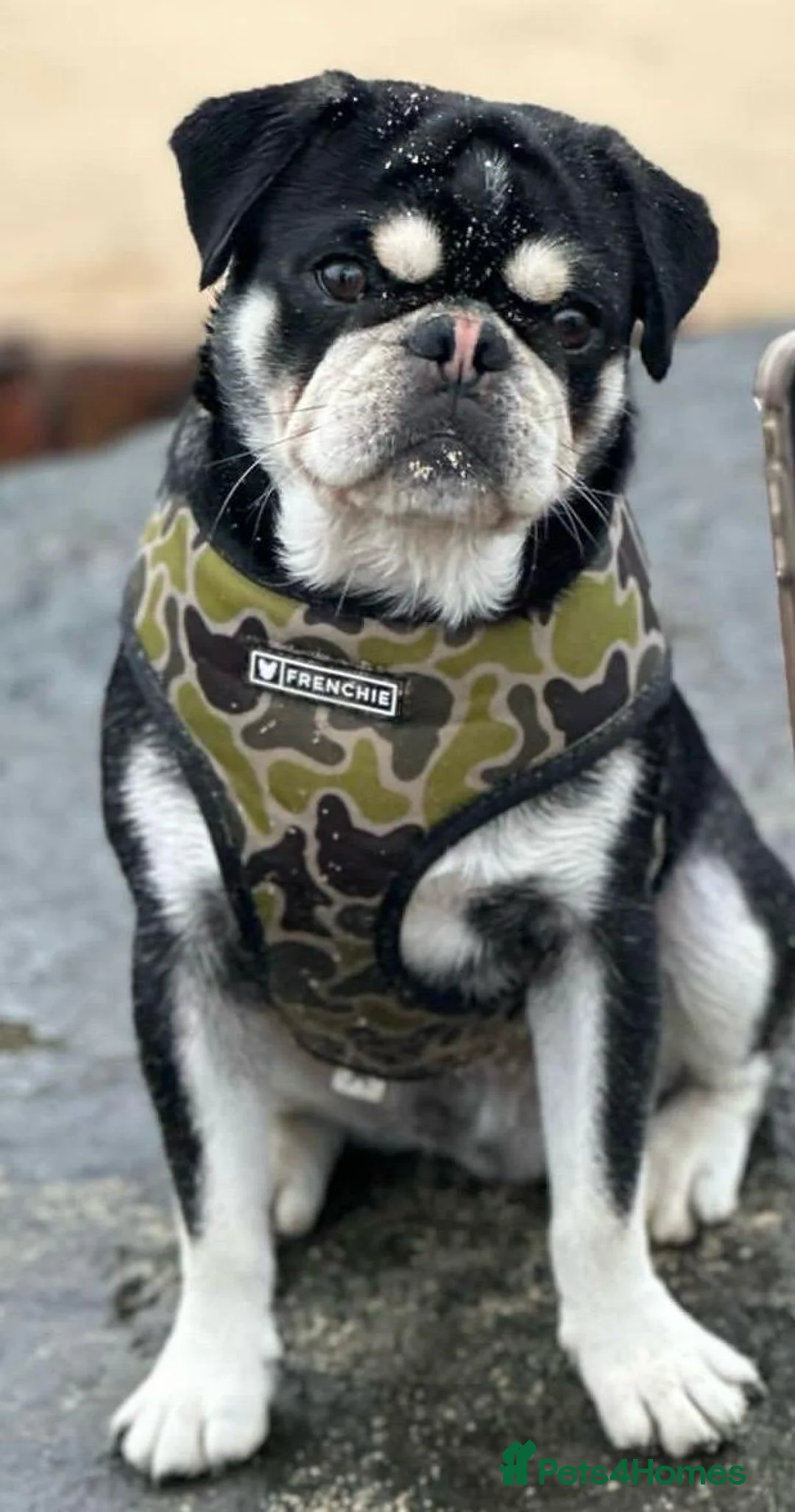 Pug dogs for stud: lilac tan pug KC & 5panel health tested - Advert 12