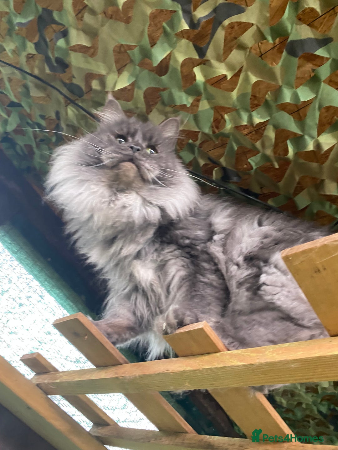 Maine Coon cats for stud: Stud Gccf duel Tica active blue smoke  in Grantham - Image 28
