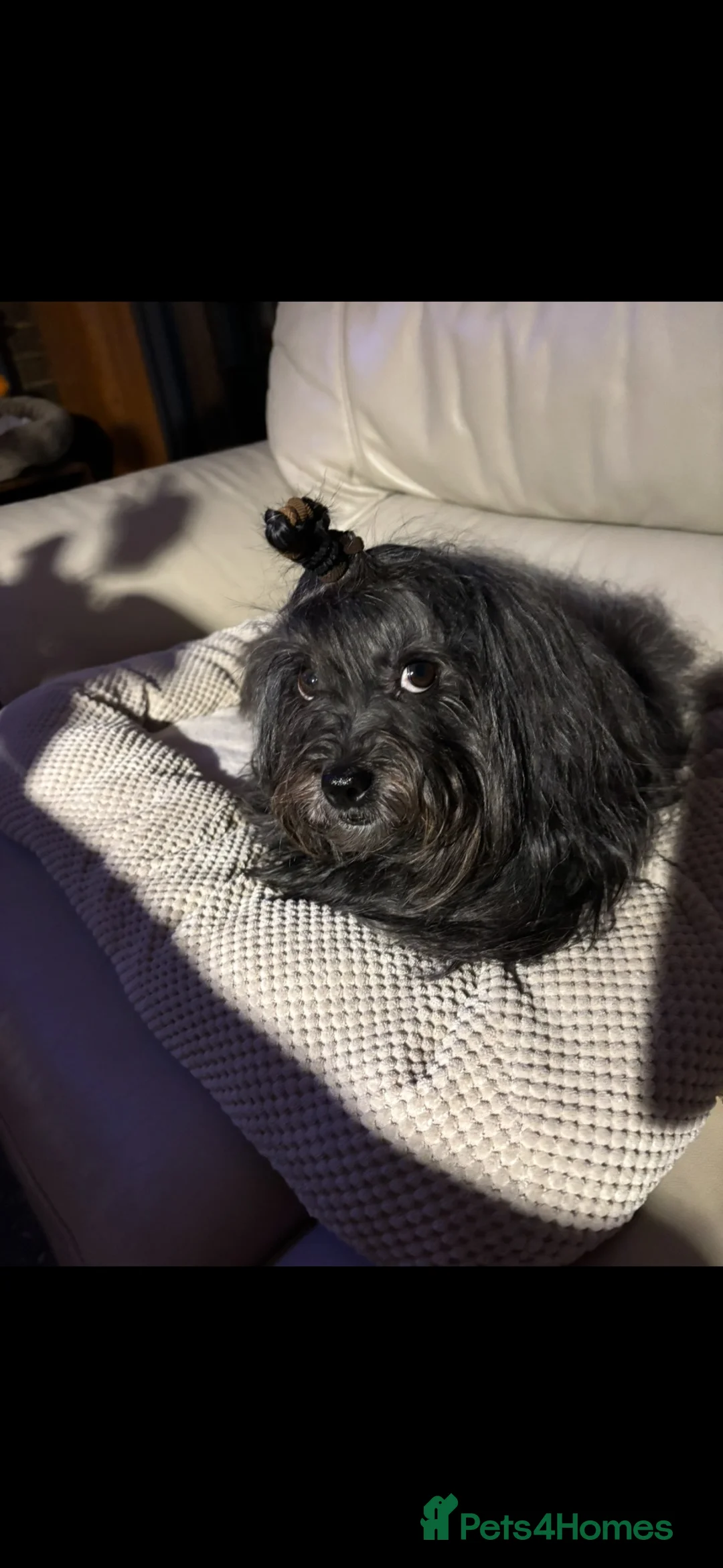Bolognese dogs for sale: Loving Pedigree Bolognese Girl for Forever Home - Advert 9