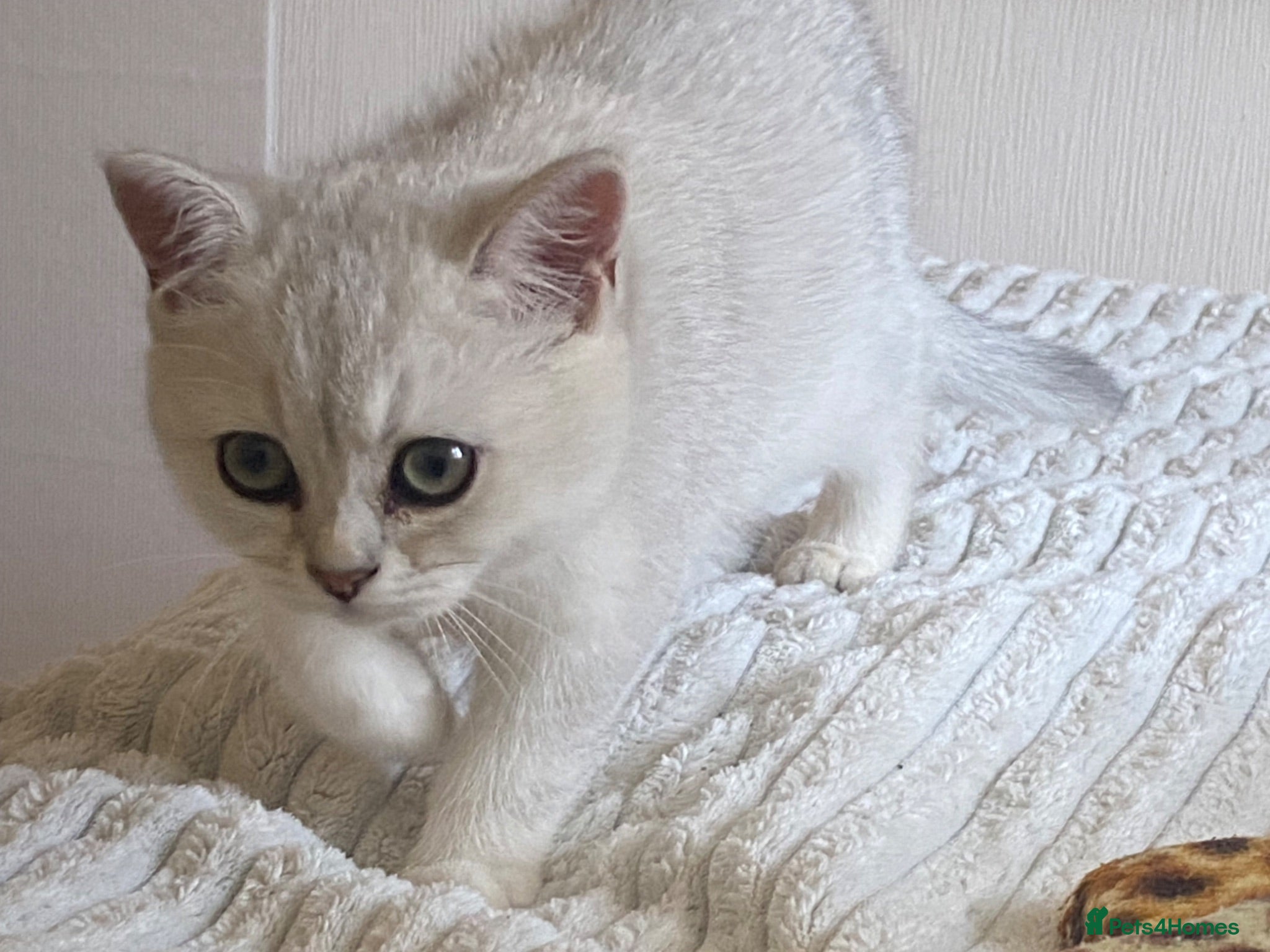 British Shorthair cats British Shorthair Golden & Silver Kittens  - Advert 2