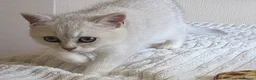 British Shorthair cats for sale: British Shorthair Golden & Silver Kittens  - Advert 2