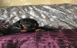 Miniature Dachshund dogs for sale: Last boy - Image 5