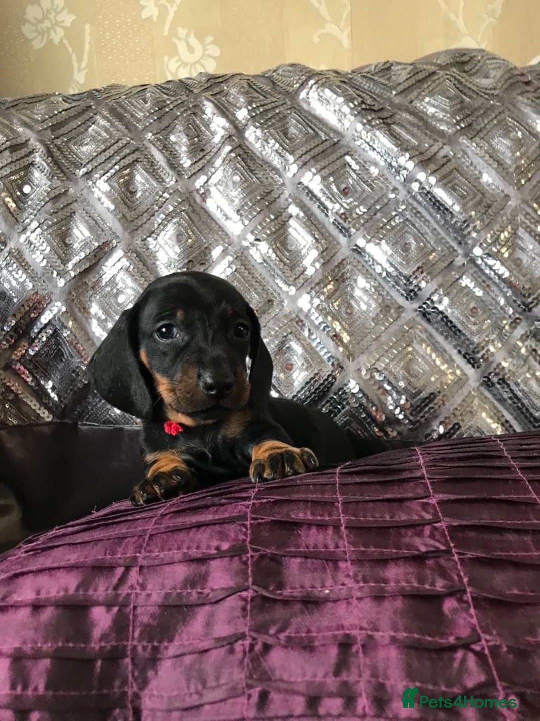 Miniature Dachshund dogs for sale: Last boy - Image 5