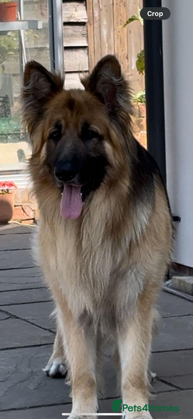 German Shepherd dogs Stud Dog  - Advert 4