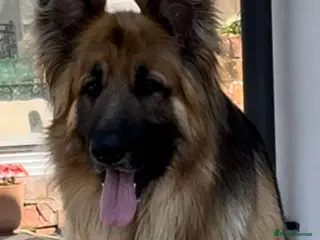 German Shepherd dogs Stud Dog - Advert 4