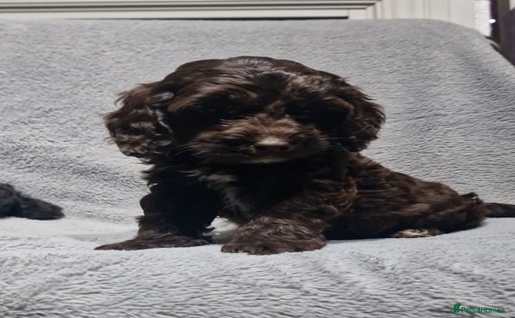 Cockapoo dogs - Advert 11