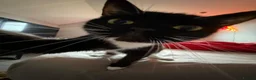 Mixed Breed cats for sale: 2 Bonded Female Cats, Koko and Star - Advert 4