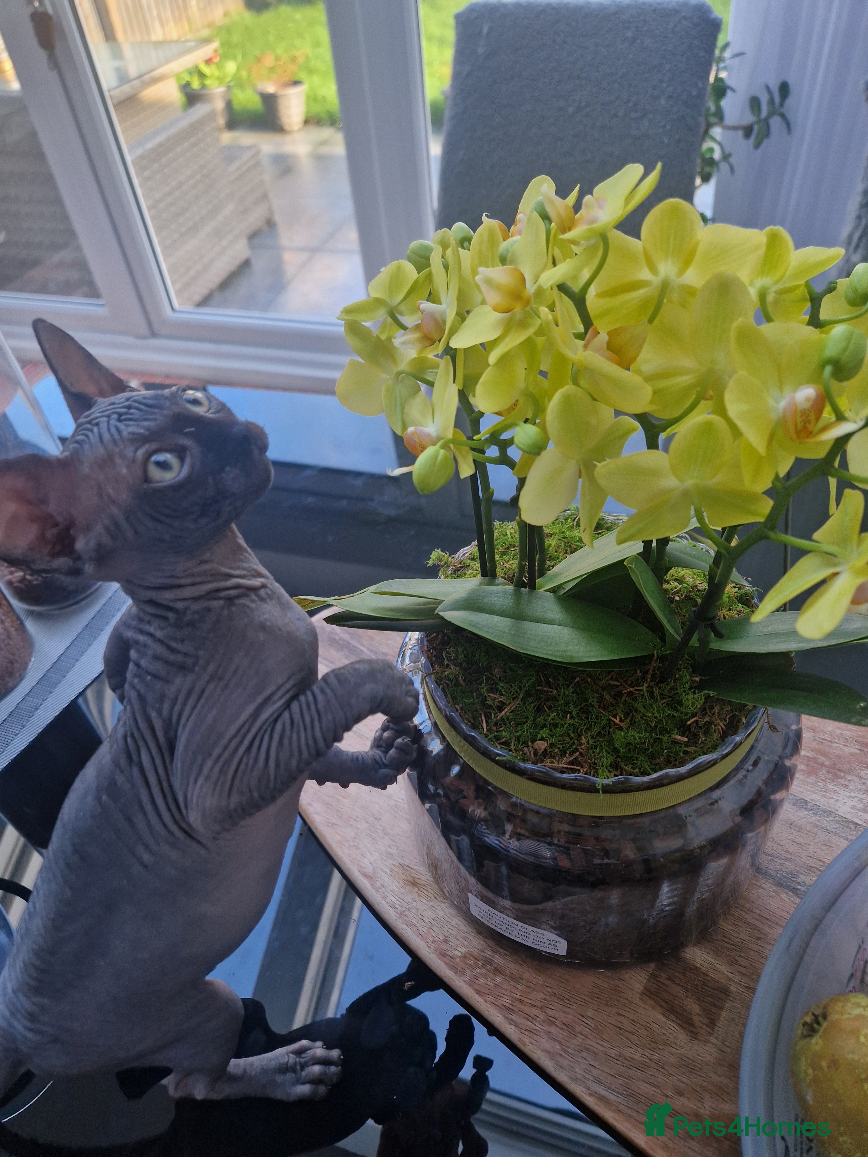 Sphynx cats Adorable kittens  - Advert 3