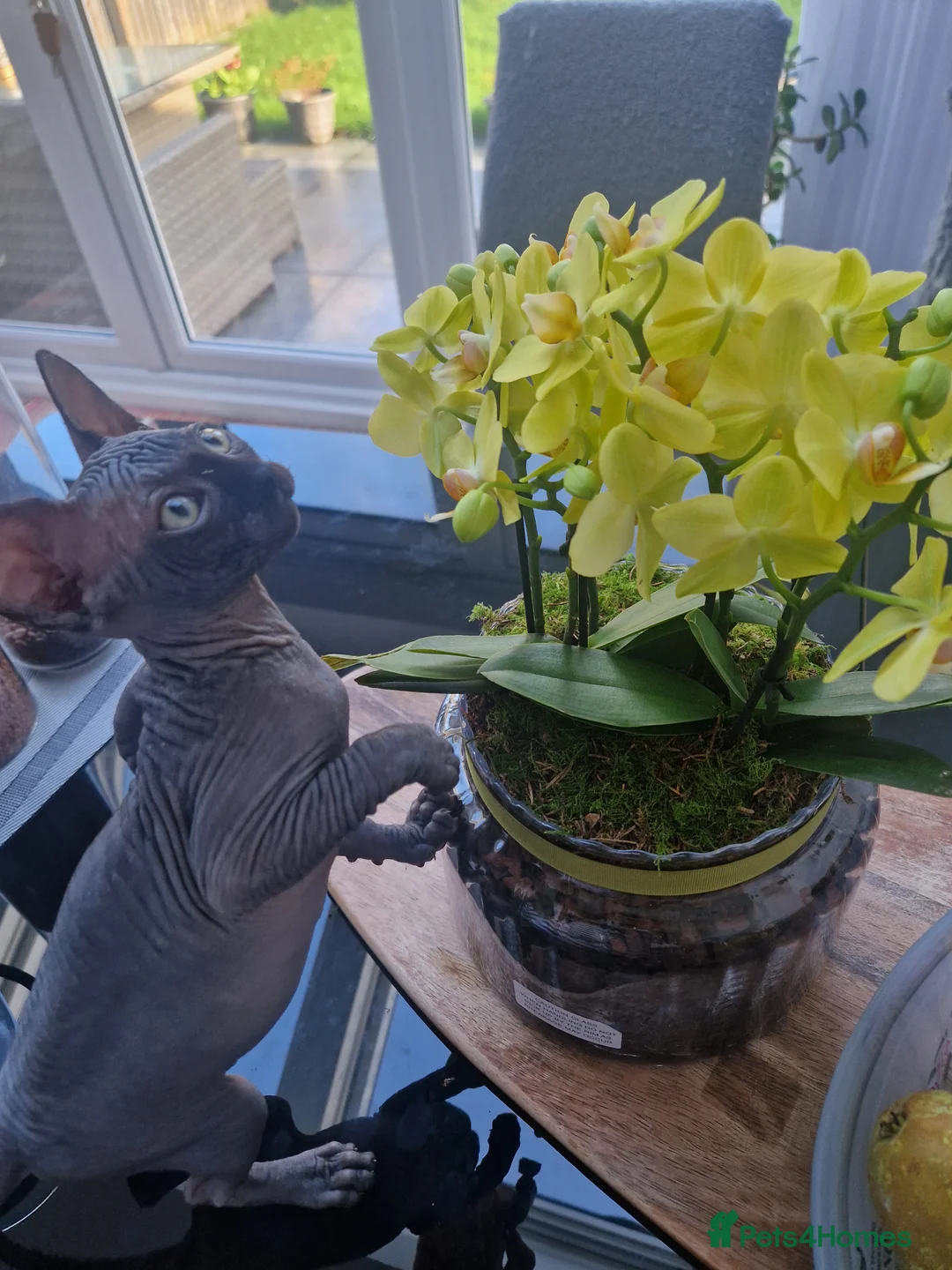 Sphynx cats for sale: Adorable kittens  - Advert 1