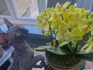 Sphynx cats Adorable kittens - Advert 6