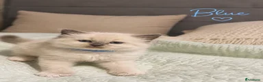 Ragdoll Kitten 6