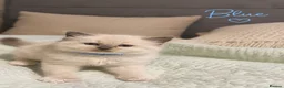 Ragdoll cats for sale: Beautiful ragdoll kittens ready to reserve.    - Advert 8