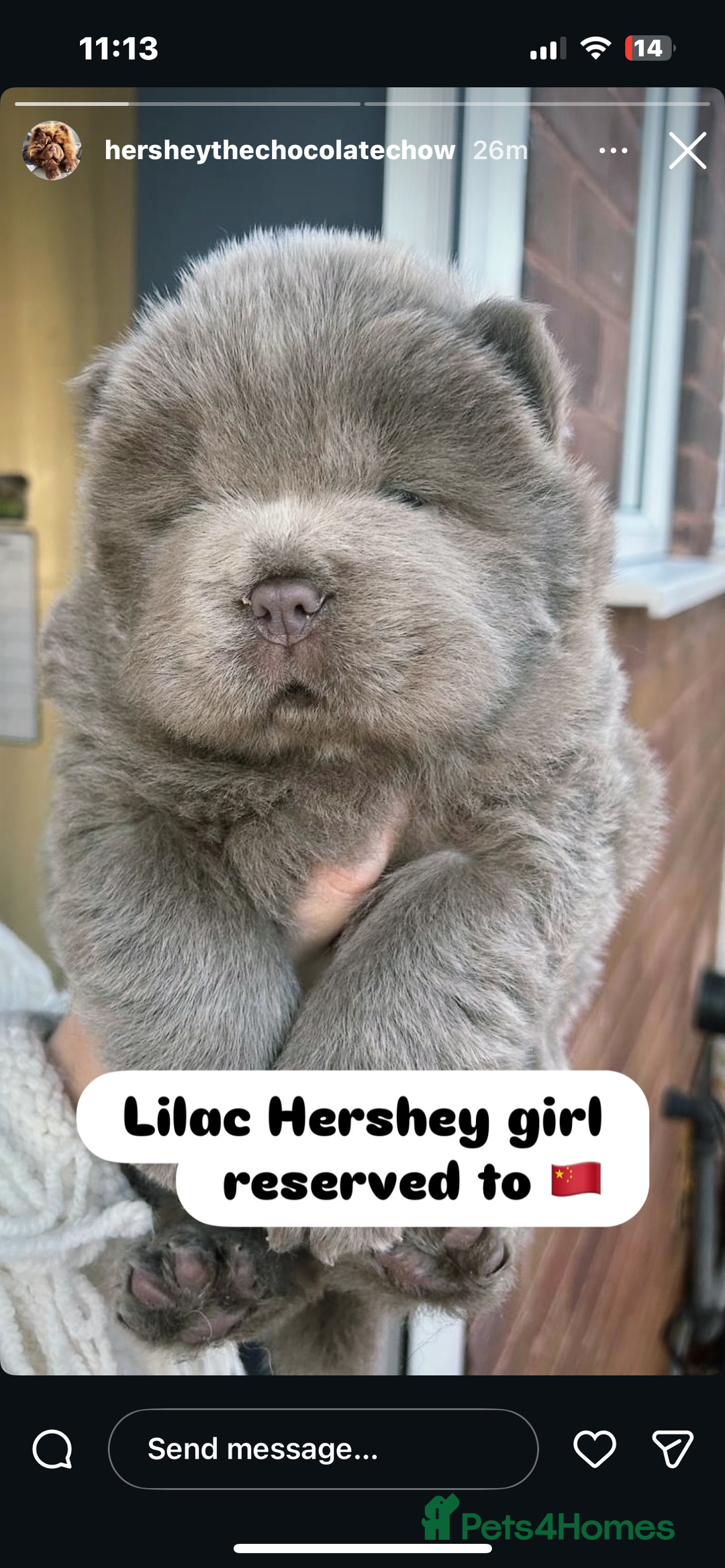 Chow Chow dogs for sale: Chow Chow puppy (top blood lines) - Advert 6