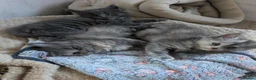 Maine Coon cats for sale: 4 Tica pedigree Maine coon kittens - Advert 17