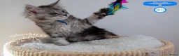 Maine Coon cats for sale: Stunning Maine Coon Kittens - Advert 11