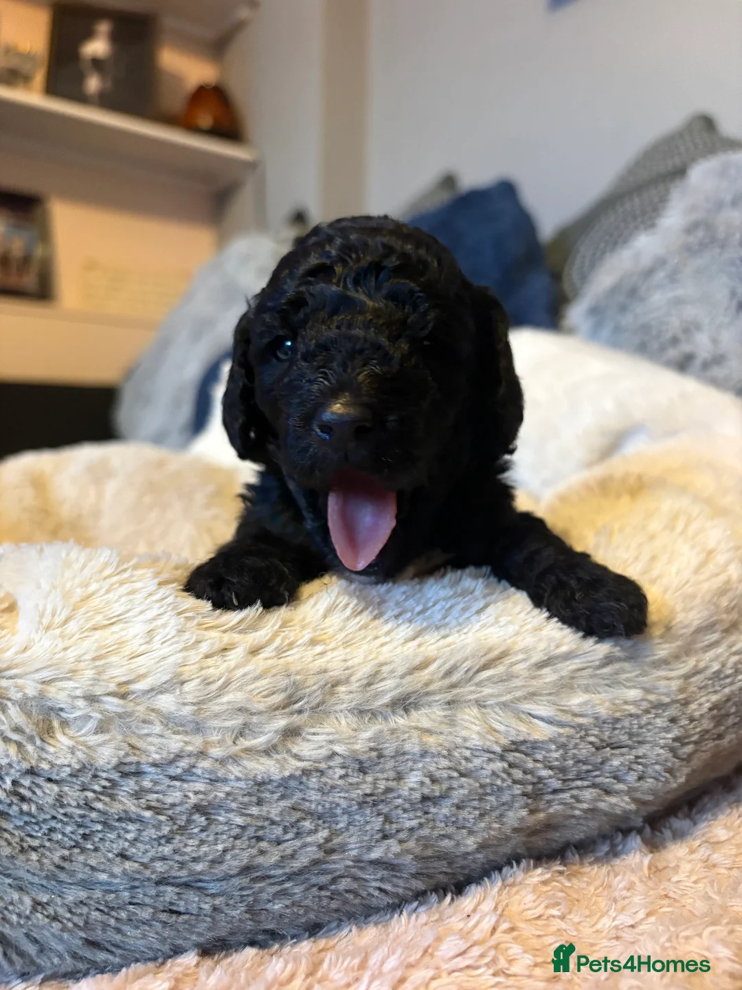 Cockapoo dogs for sale: F2B cockapoos for sale🐾 in Evesham - Advert 2