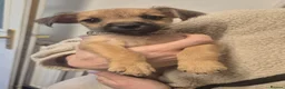 Mixed Breed dogs for sale: Patterdale X Lakeland Puppies for Sale **2 LEFT** - Advert 3