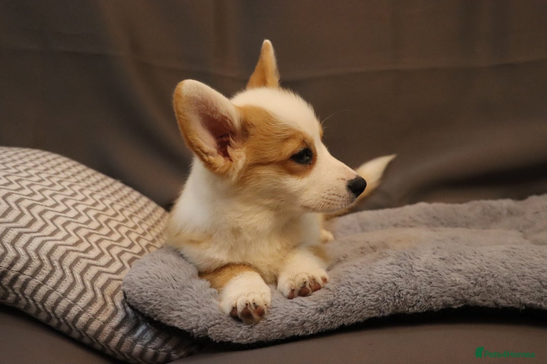 Welsh Corgi Pembroke dogs for sale: Stunning 33 Generation KC Pembroke Corgi Pups - Image 13