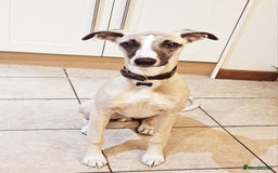 Whippet dogs for sale: Whippet for rehoming - Image 1