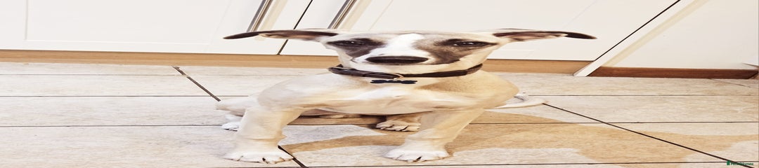 Whippet Puppy 1