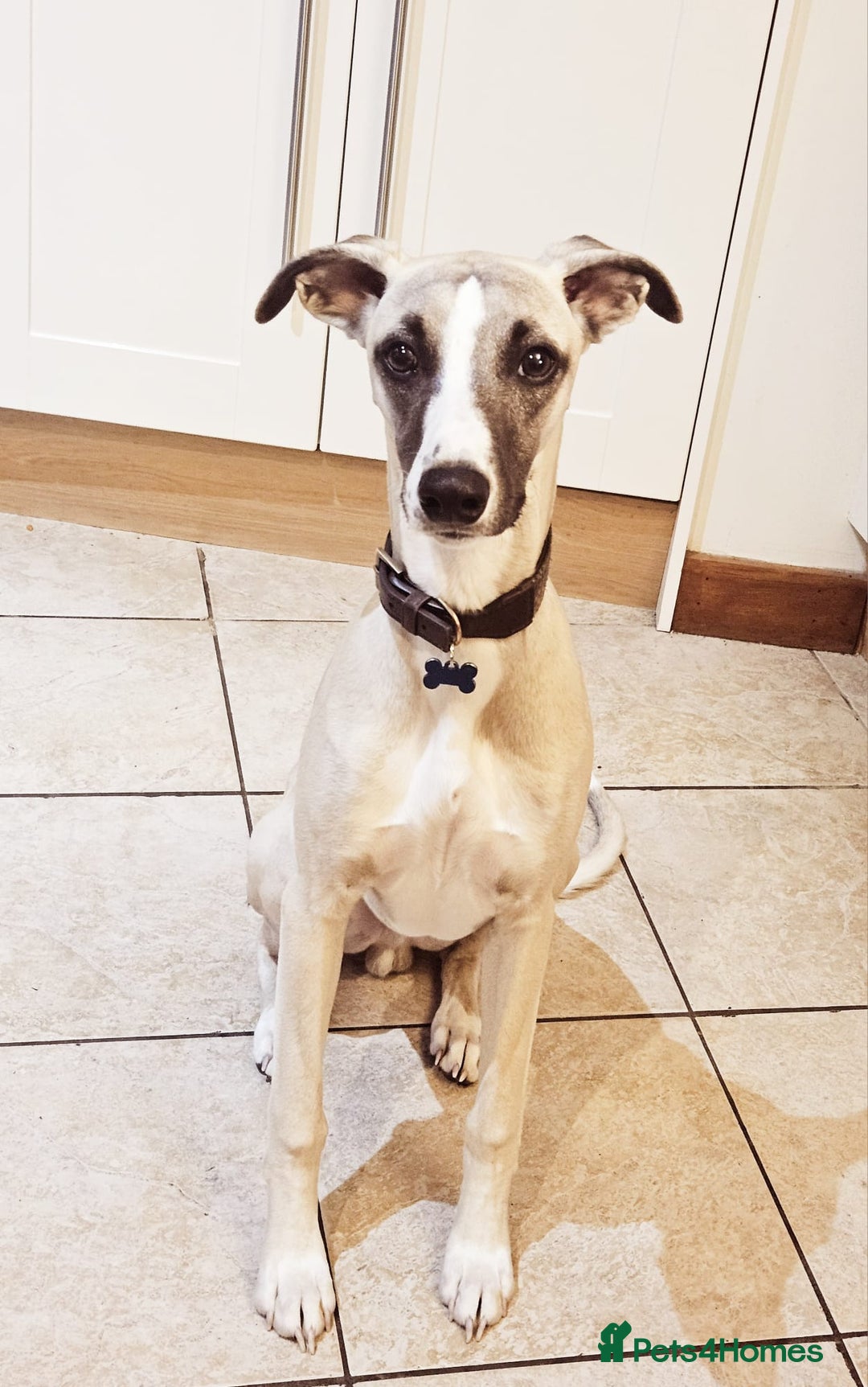 Whippet dogs for sale: Whippet for rehoming - Image 1